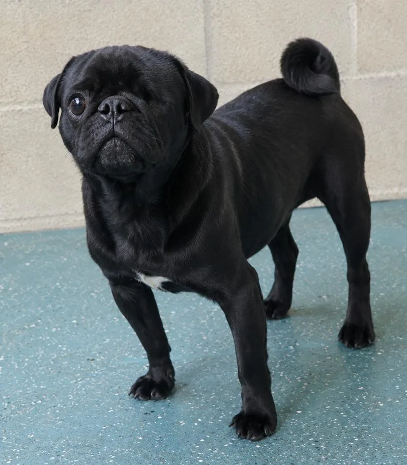 A young medium-sized male Pug dog named Uno for adoption in Seven Points, TX