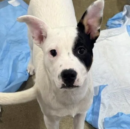 A baby medium-sized male Tricolor (Brown, Black, & White) Terrier dog named Gunner for adoption in Naperville, IL