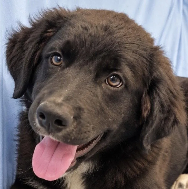 A baby medium-sized male German Wirehaired Pointer dog named Diesel for adoption in Dallas, TX