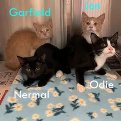 A baby small-sized male Orange / Red Domestic Short Hair cat named Garfield for adoption in Rochester, MN