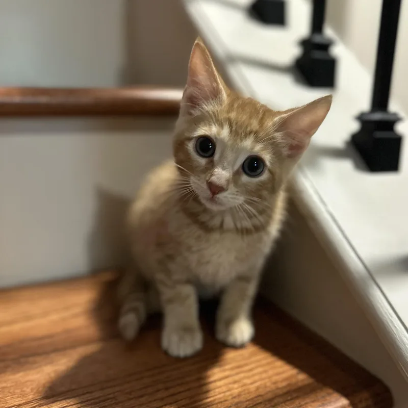 A baby medium-sized male Orange / Red Tabby cat named Checkers for adoption in Duluth, GA