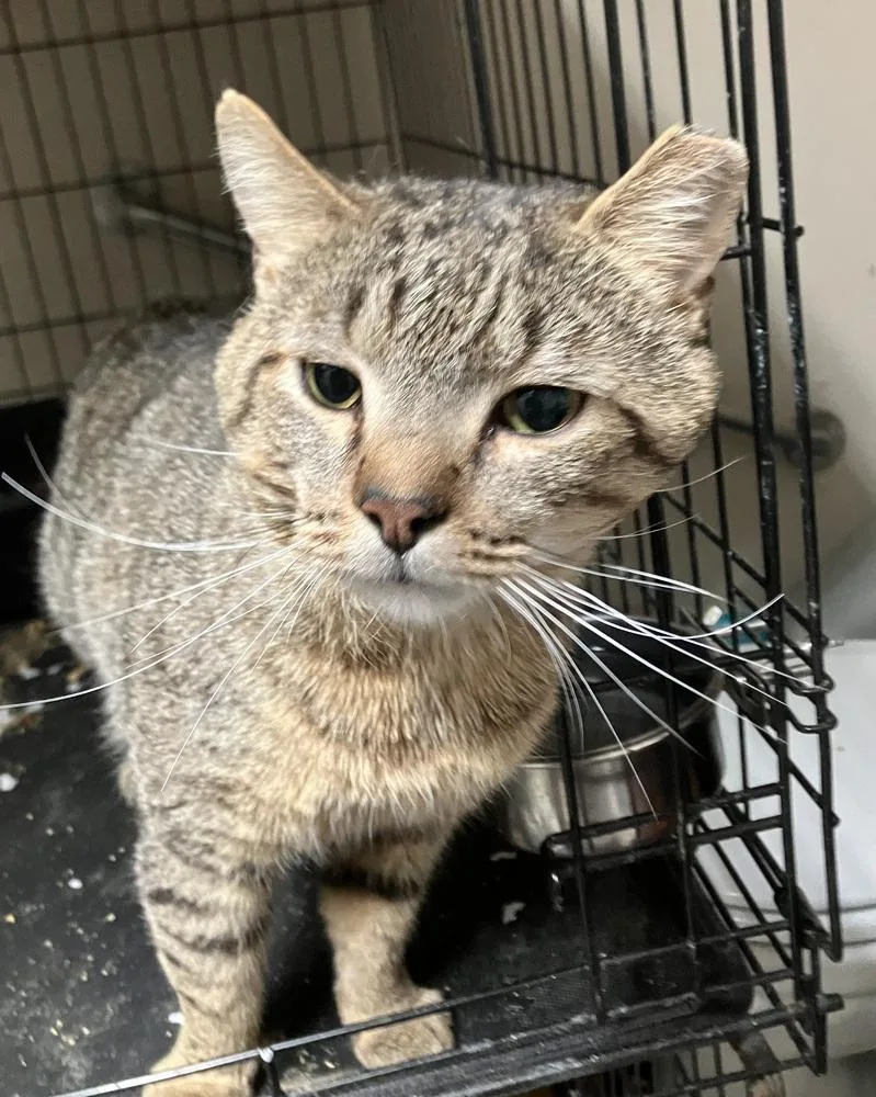 An adult large-sized male Domestic Short Hair cat named Chubby Lh for adoption in Greenville, SC