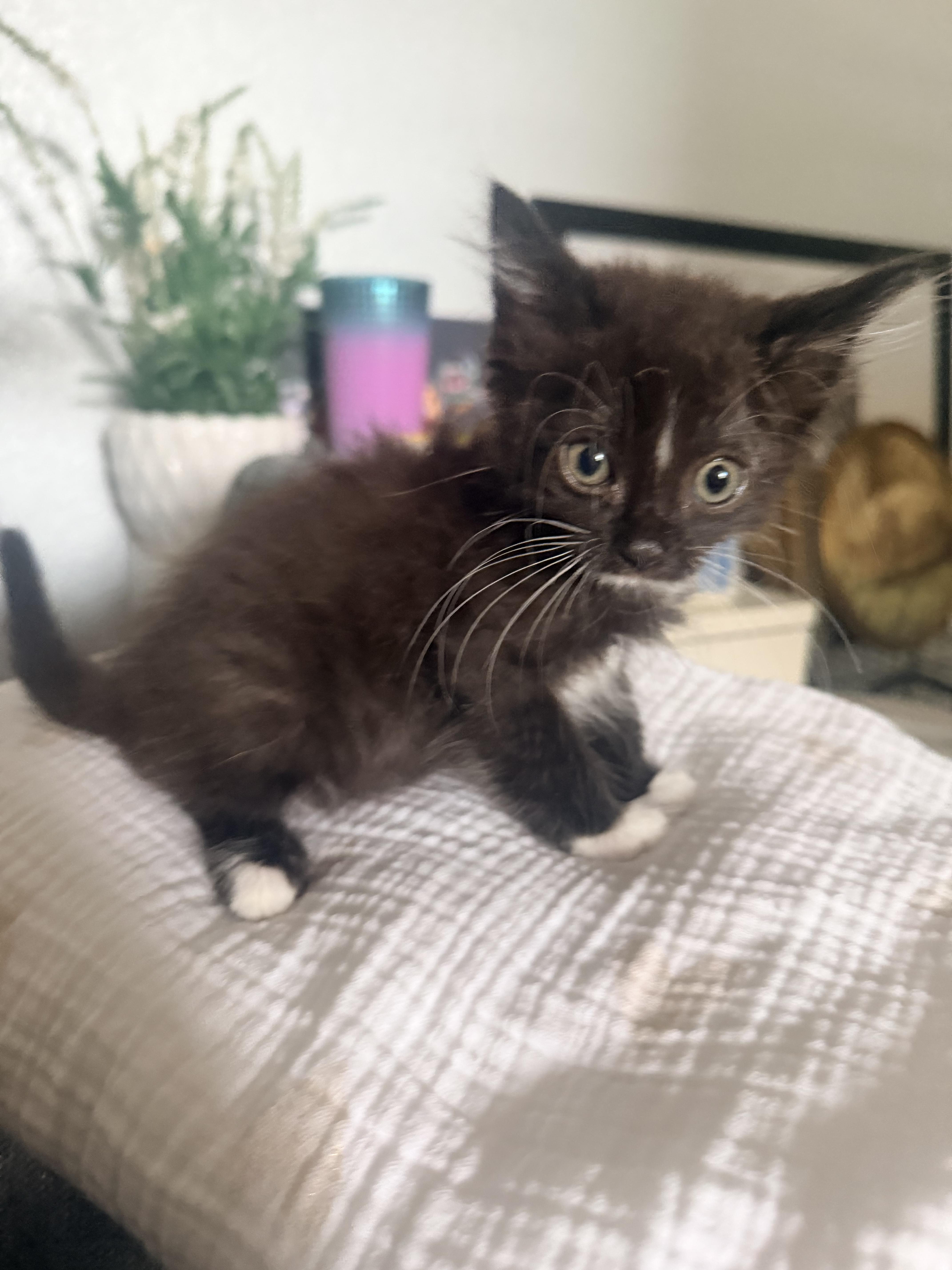A baby medium-sized male Domestic Short Hair cat named Pepsi for adoption in Penryn, CA