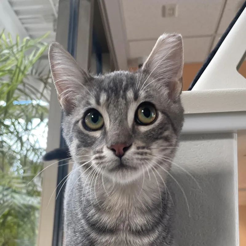 A baby medium-sized male Gray / Blue / Silver Domestic Short Hair cat named Cedric for adoption in Chicago, IL