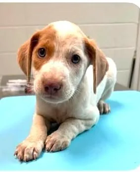 A baby medium-sized female Mixed Breed dog named Becoming Blossom for adoption in Reston, VA