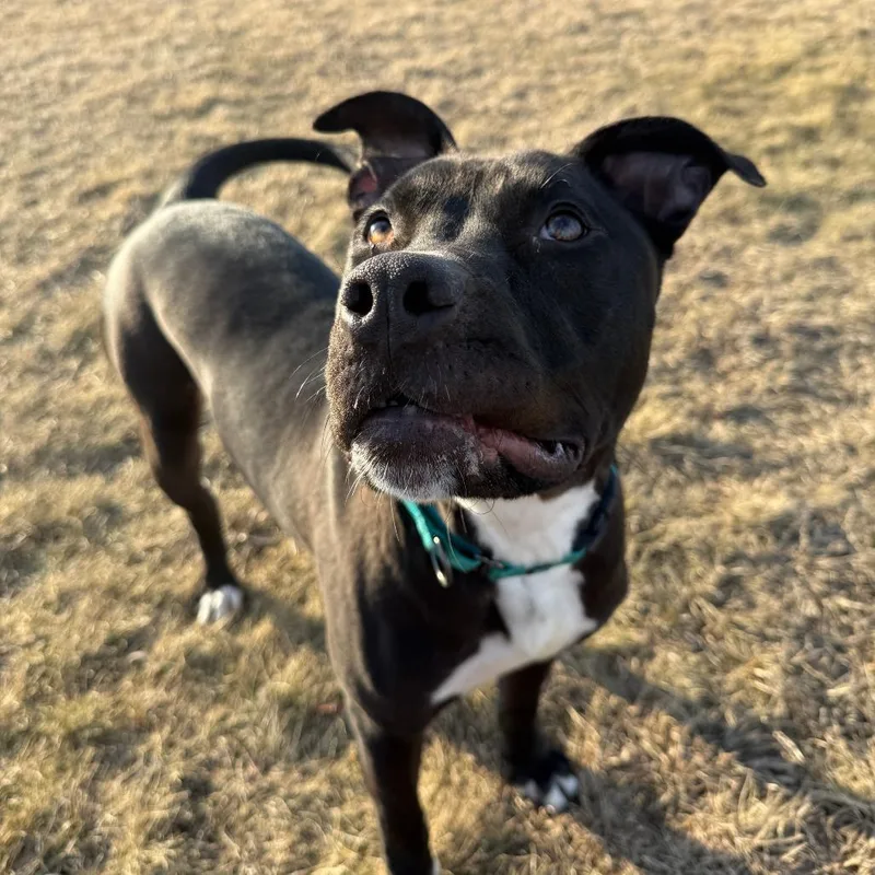 Daffy Duck thumbnail 2