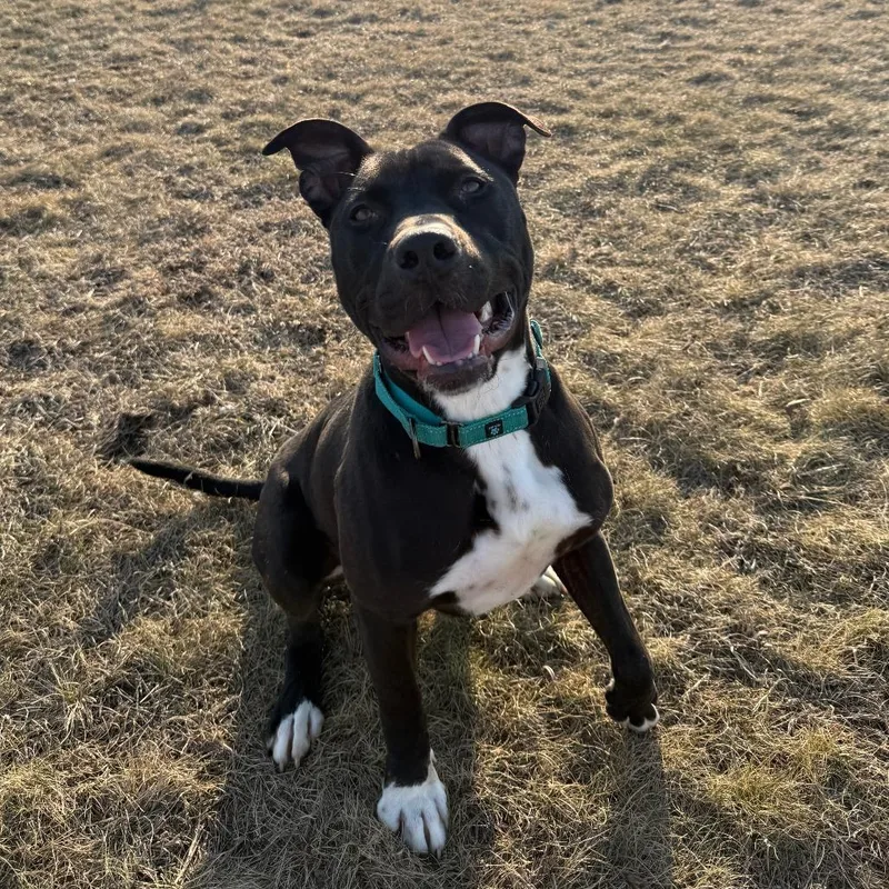 Daffy Duck thumbnail 3