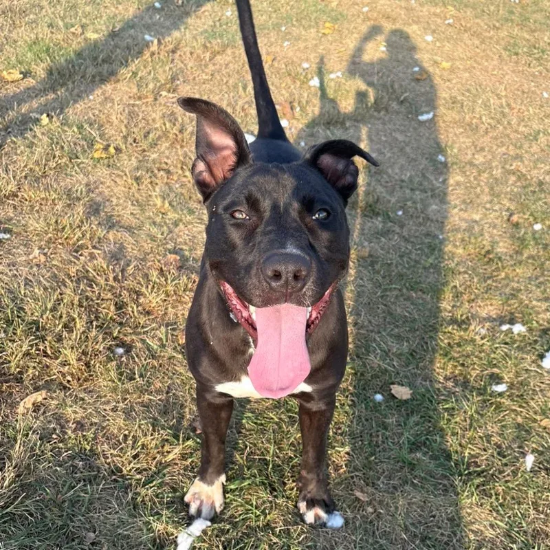 Daffy Duck thumbnail 4