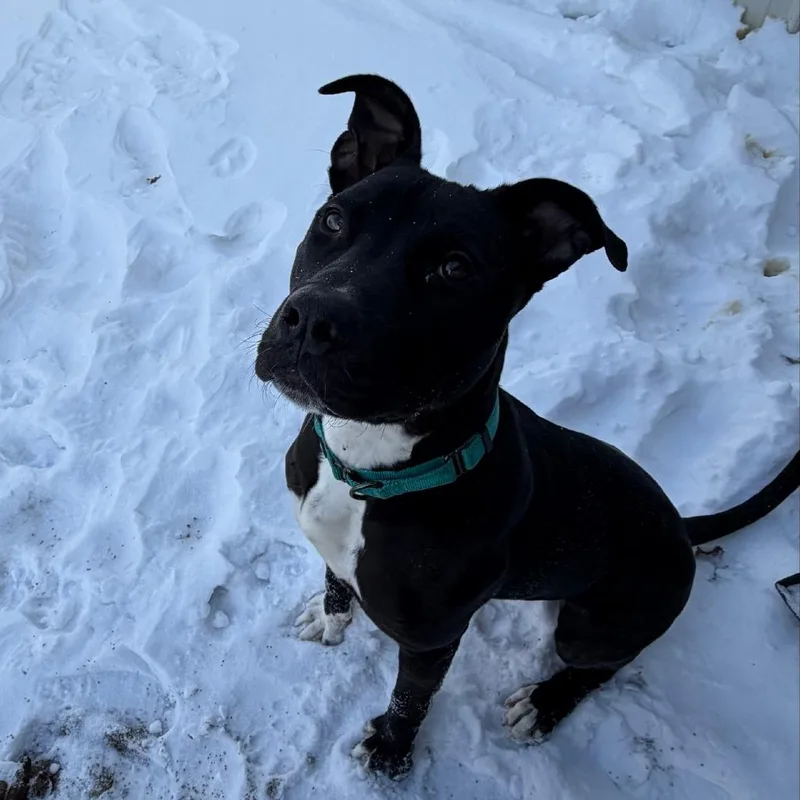 Daffy Duck thumbnail 6