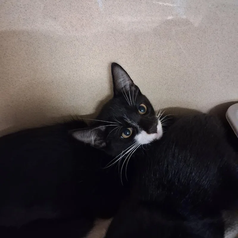 A baby small-sized male Domestic Short Hair cat named Hamburgler for adoption in Gautier, MS