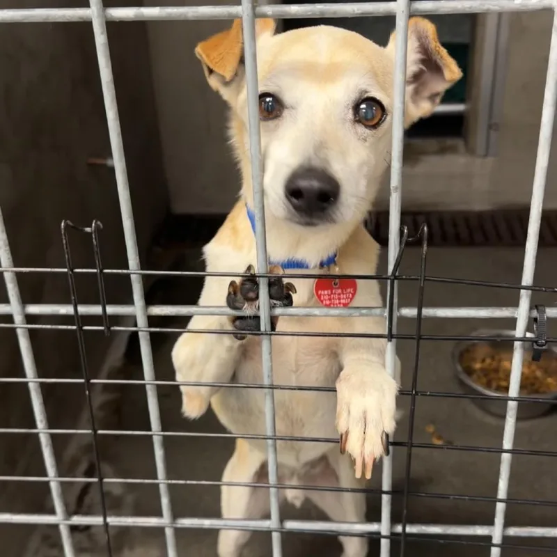 A senior small-sized male Yellow / Tan / Blond / Fawn Chihuahua dog named Danny A for adoption in Middletown, NY