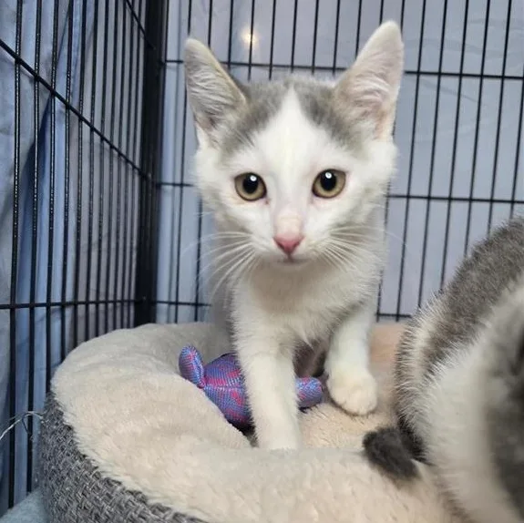 A baby medium-sized male Gray & White Domestic Short Hair cat named Sprout for adoption in Prince Frederick, MD