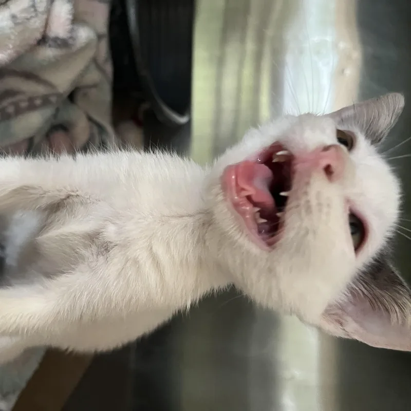 A baby small-sized female Gray & White Domestic Short Hair cat named Bernese for adoption in Hammond, LA