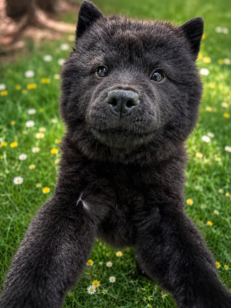 A baby medium-sized female Black Chow Chow dog named Yona for adoption in Myakka City, FL