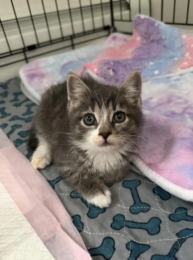 A baby small-sized male Domestic Short Hair cat named Goose for adoption in New York, NY
