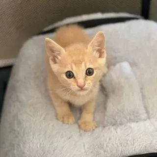 A baby small-sized male Domestic Short Hair cat named Pooh for adoption in Miami, FL