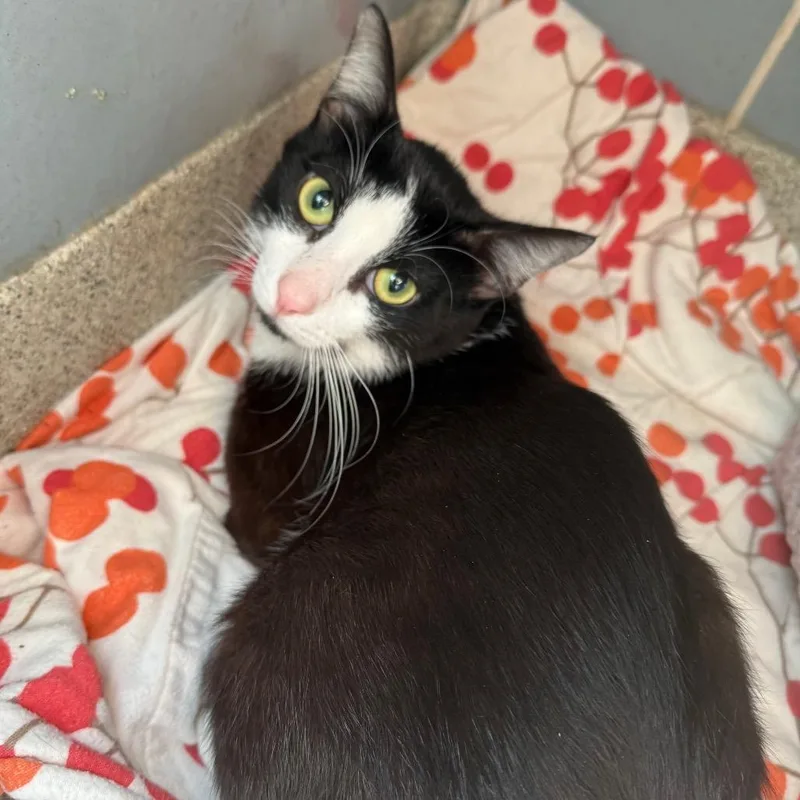 A young medium-sized male Black Domestic Short Hair cat named Mr. Tuxedo for adoption in Chicago, IL