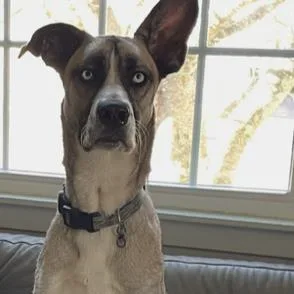 A young large-sized female Mixed Breed dog named Shae for adoption in Knoxville, TN