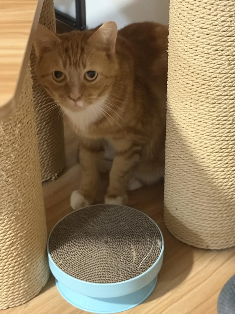 A young medium-sized male White Domestic Short Hair cat named Relic for adoption in Greensburg, PA