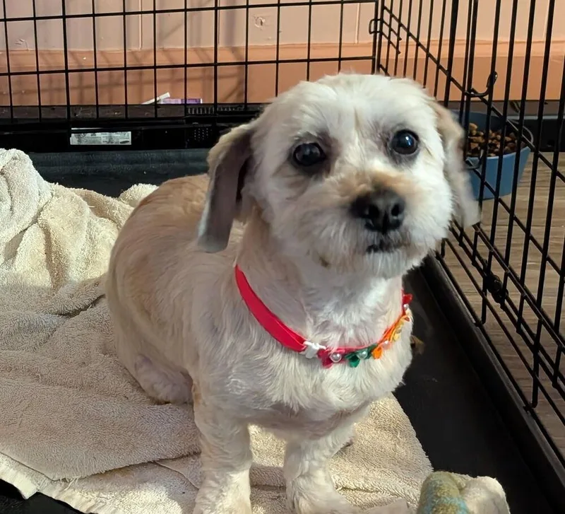 Mollie Shihtzu