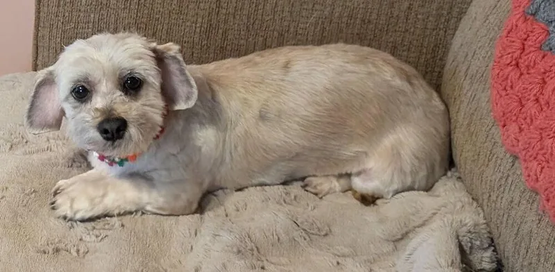 Mollie Shihtzu thumbnail 2