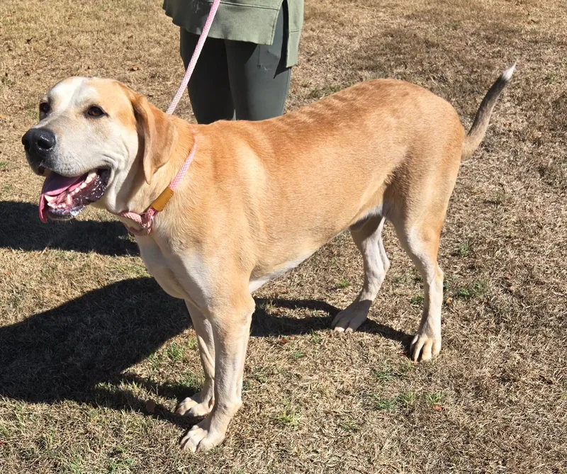 An adult large-sized male Yellow Labrador Retriever dog named Buddy for adoption in Milwaukee, WI