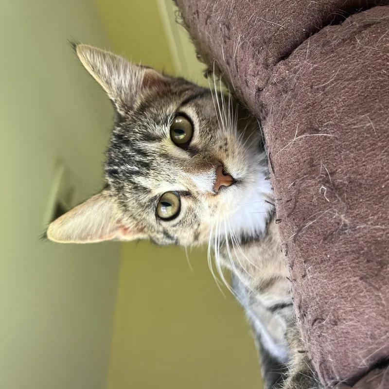 A baby small-sized female Tabby (Brown / Chocolate) Domestic Short Hair cat named Clove for adoption in Hammond, LA