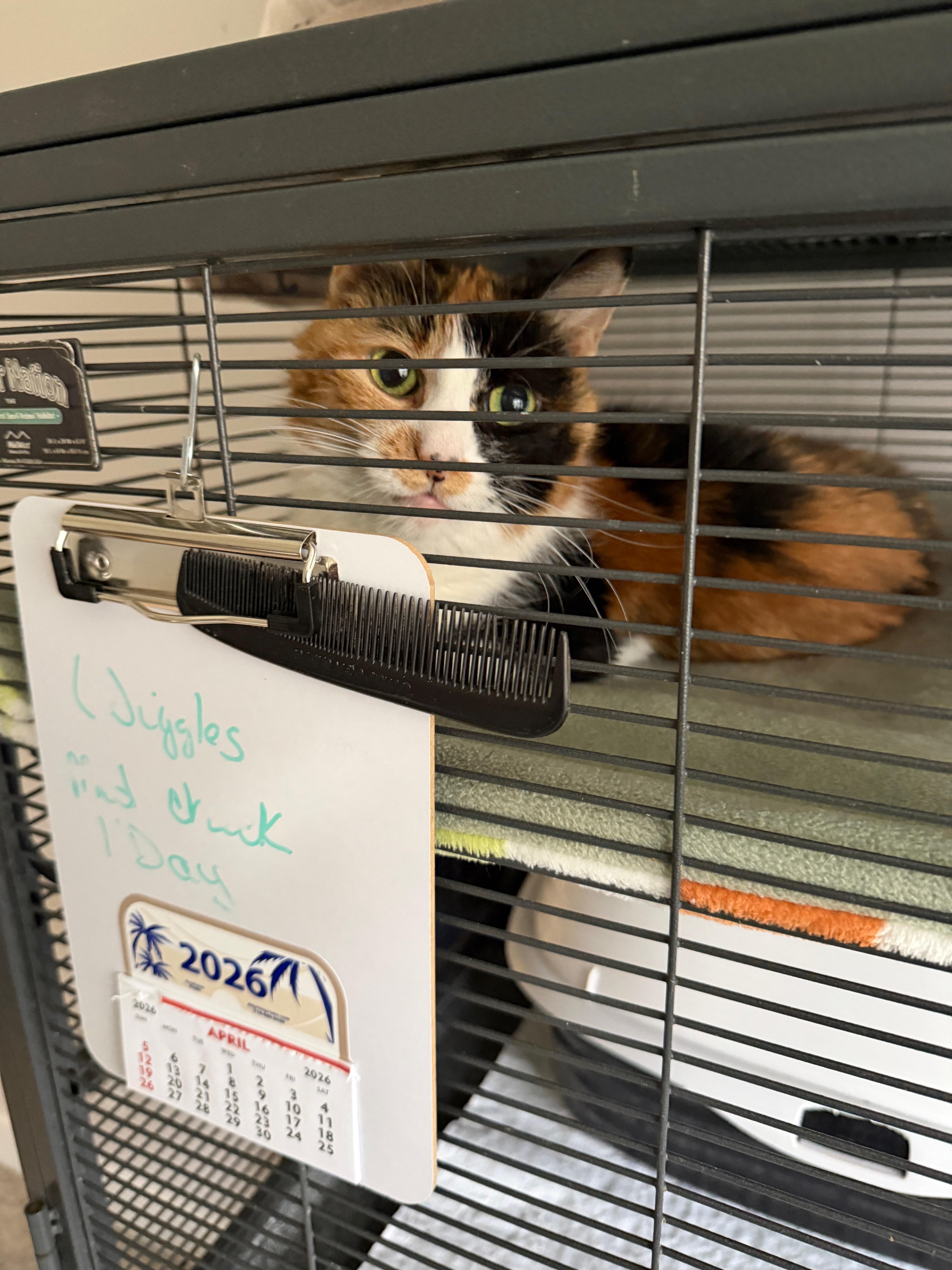 A senior medium-sized female Calico Domestic Short Hair cat named Wiggles for adoption in Wayland, MI