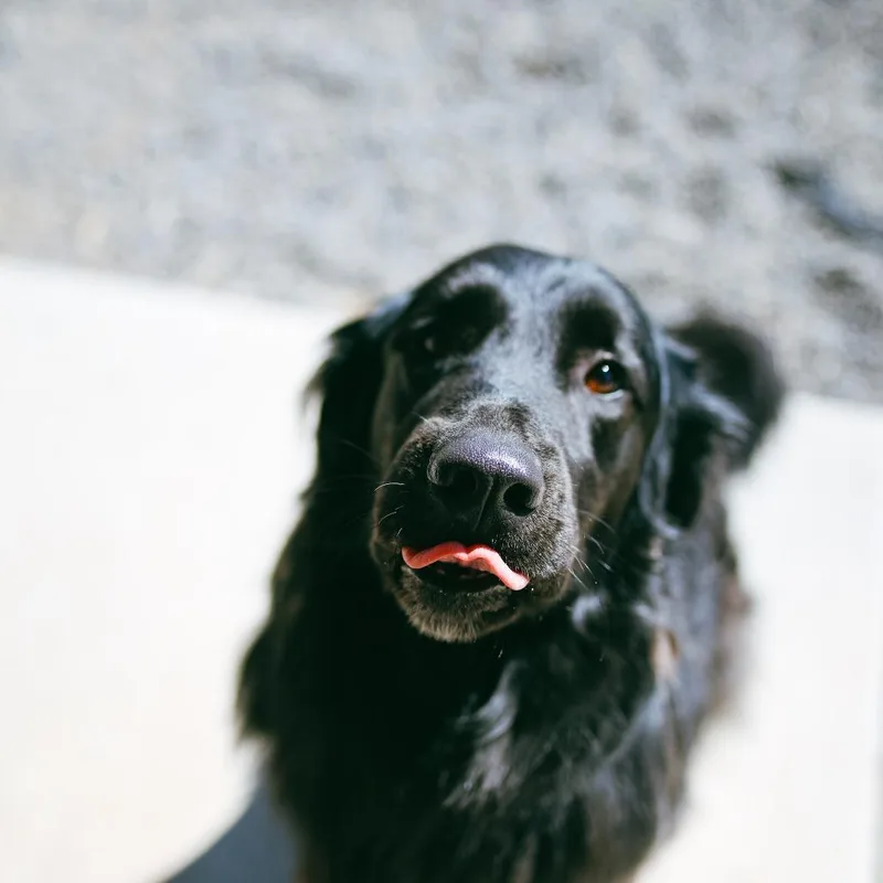 An adult medium-sized male Black German Shepherd Dog dog named Raider for adoption in Pullman, WA