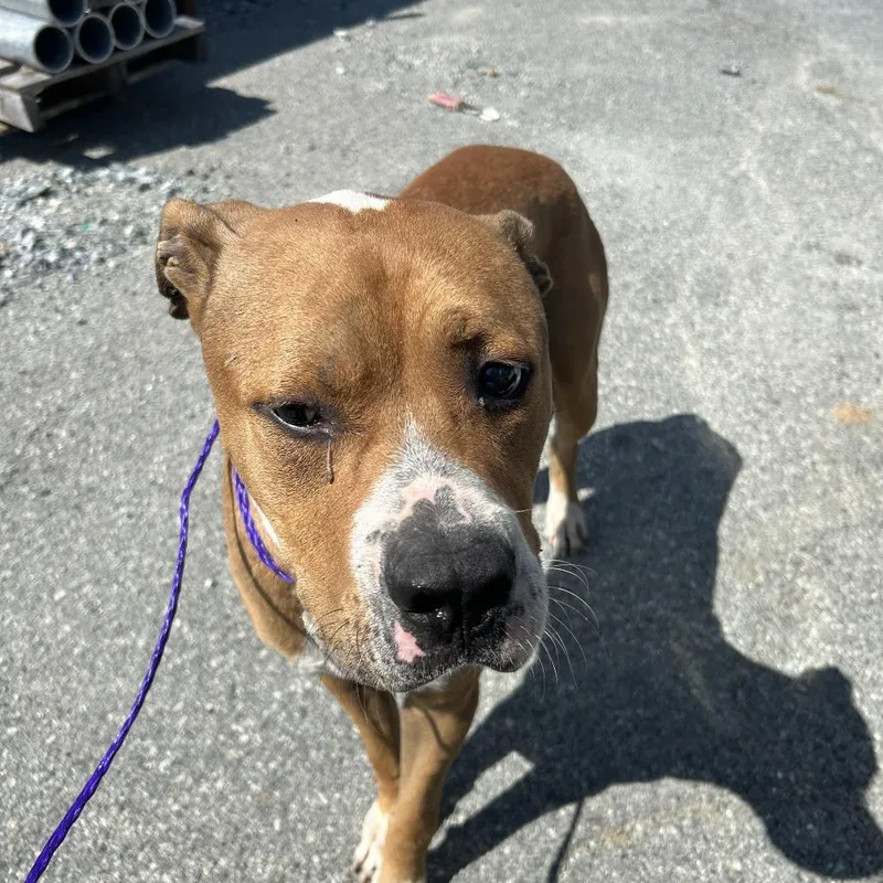 An adult medium-sized male Brown / Chocolate Mixed Breed dog named Franklin for adoption in Greensboro, NC