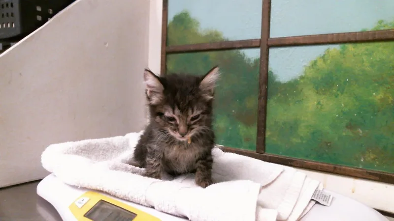 A baby small-sized male Domestic Medium Hair cat named Button for adoption in Houston, TX