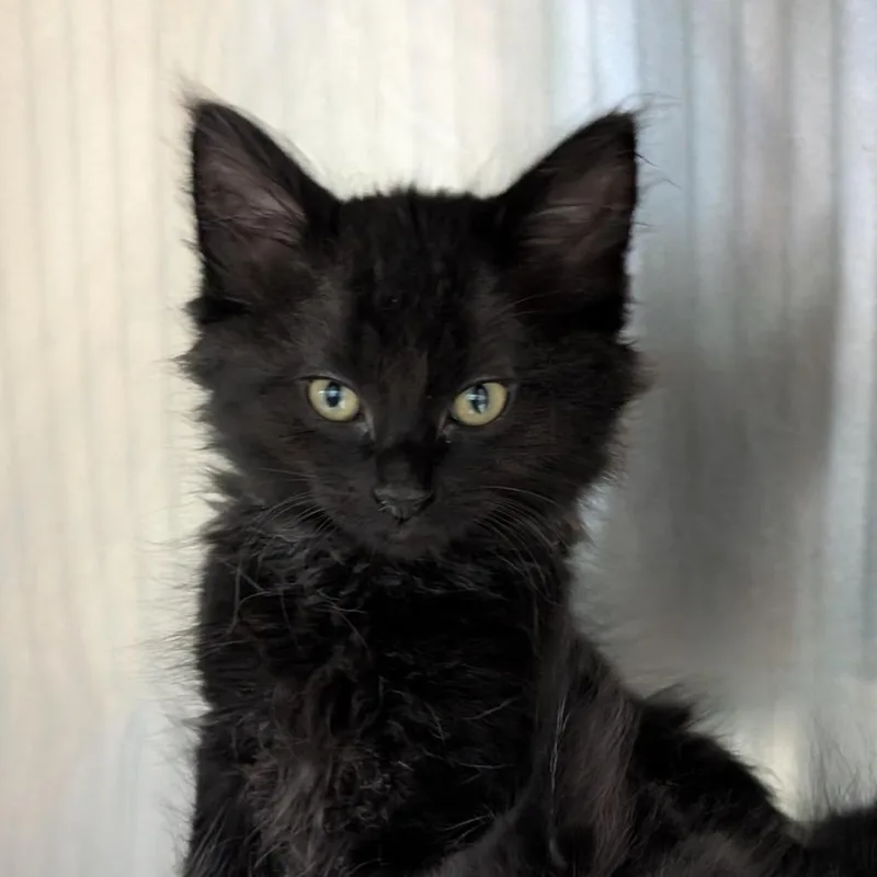 A baby small-sized male Black Domestic Short Hair cat named Little Tyke for adoption in Tacoma, WA