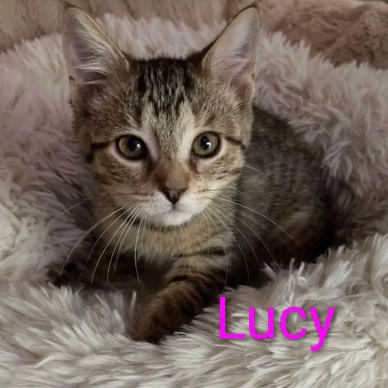 Lucy thumbnail 2