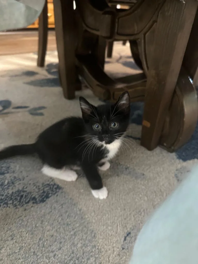 A baby medium-sized female Domestic Short Hair cat named Ube for adoption in Newnan, GA