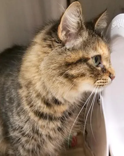 An adult medium-sized female Domestic Medium Hair cat named Jasnah for adoption in Fishers, IN