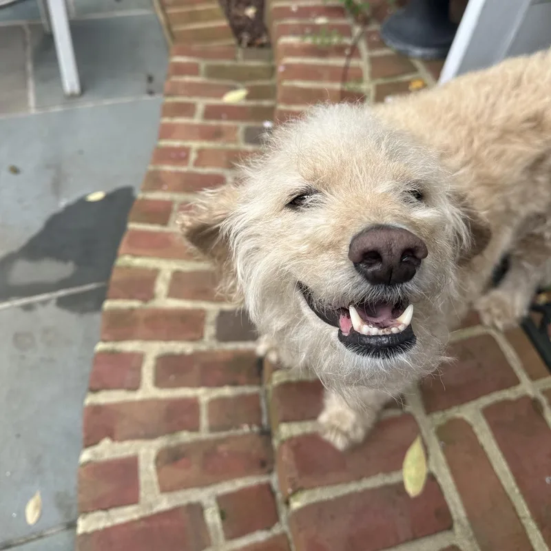 An adult small-sized male Cockapoo dog named Franky for adoption in Richmond, VA
