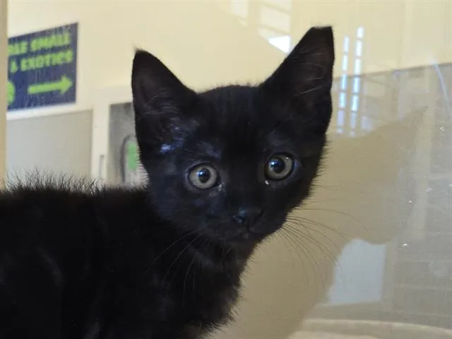 A baby small-sized female Domestic Short Hair cat named Shel Silverstein for adoption in Auburn, CA