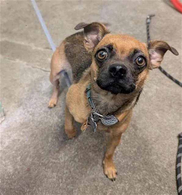 A young small-sized female Chihuahua dog named Lilly for adoption in Sacramento, CA