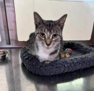 A young medium-sized female Tabby (Gray / Blue / Silver) Tabby cat named Darlene for adoption in Minneapolis, MN