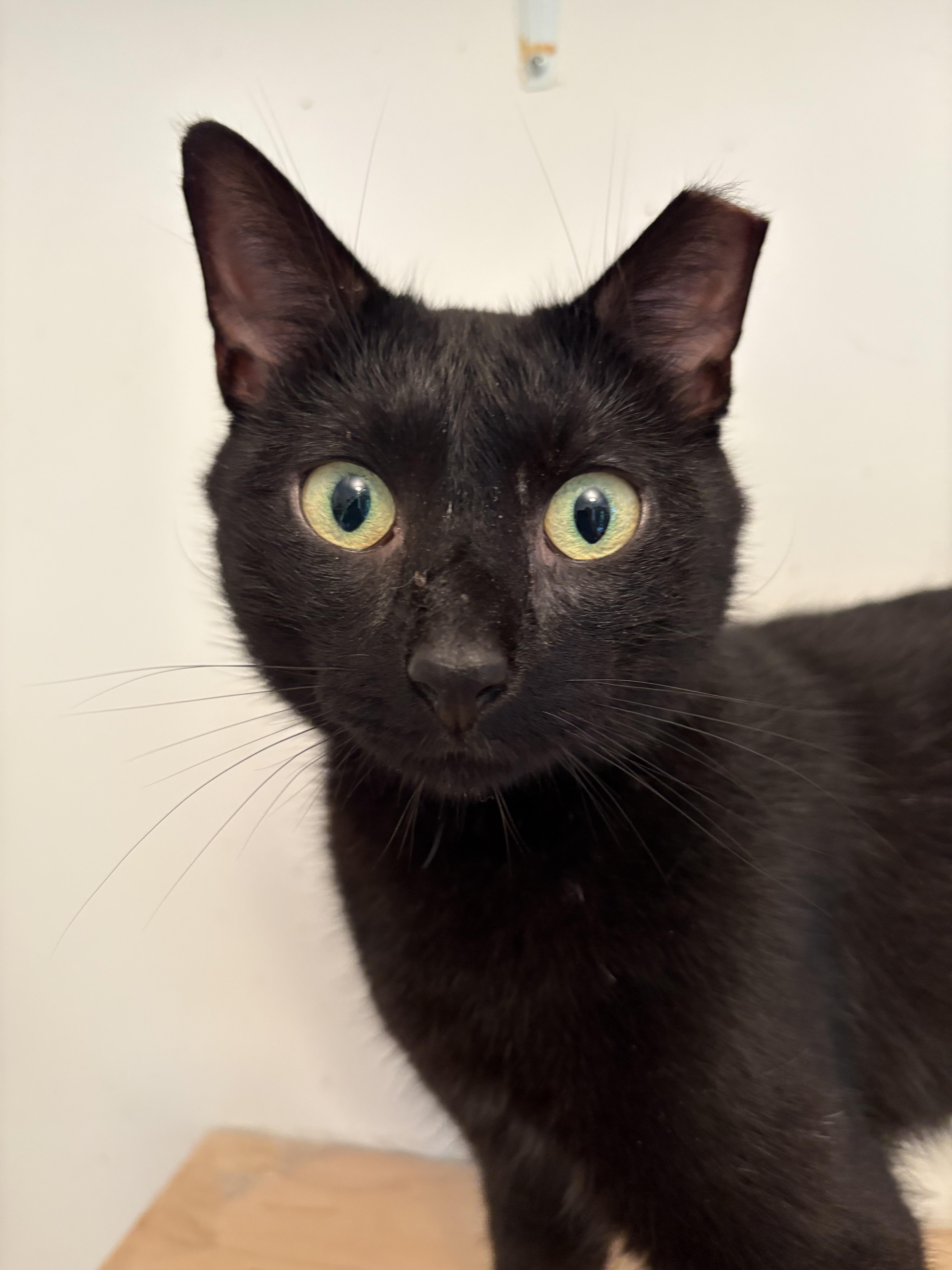 An adult medium-sized male Black Domestic Short Hair cat named Booboo for adoption in Ridgefield, CT