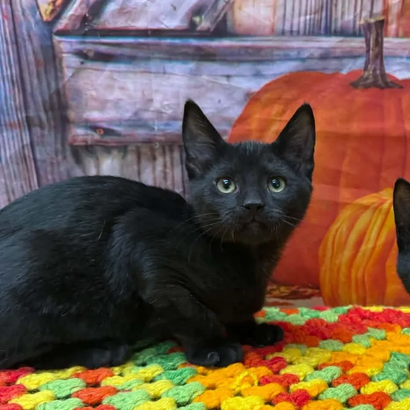 A young medium-sized female Black Domestic Short Hair cat named Ciela for adoption in Statesboro, GA