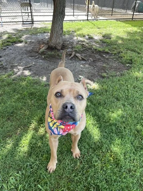 An adult large-sized female Pit Bull Terrier dog named Sylphie for adoption in Tulsa, OK