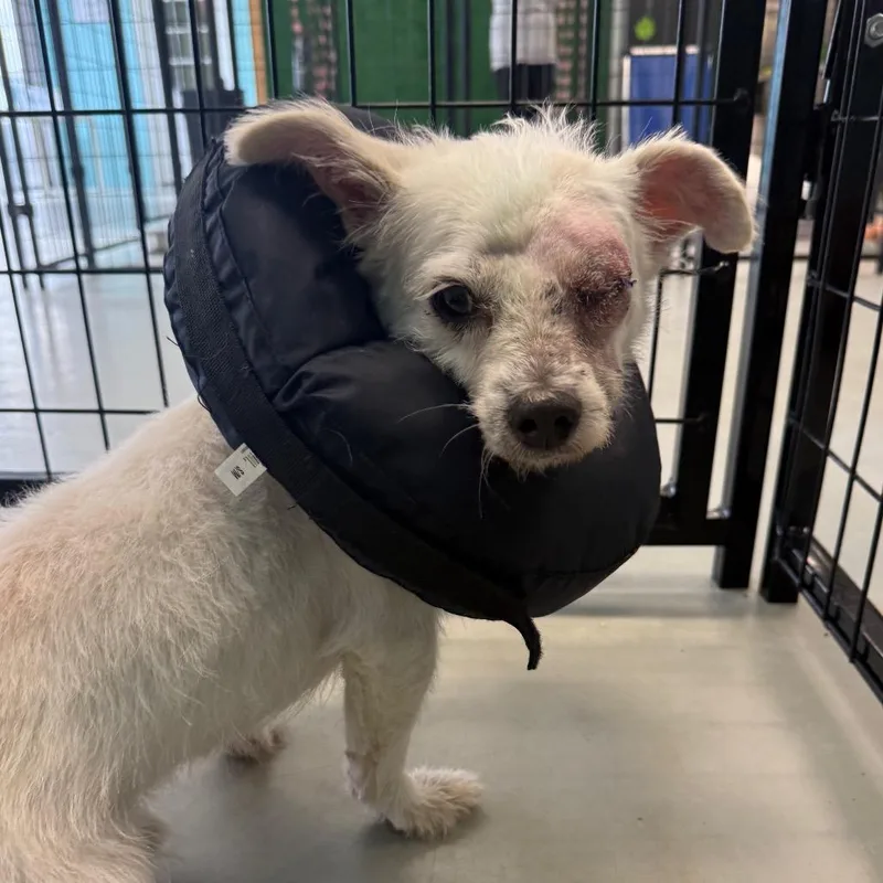 A young small-sized male White / Cream Poodle dog named Casper for adoption in Houston, TX