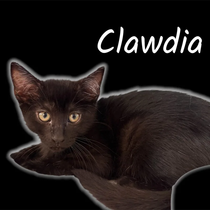 A baby small-sized female Black Domestic Short Hair cat named Clawdia for adoption in Auburn, CA