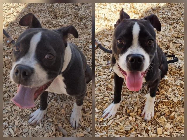 A young medium-sized male Boxer dog named Spot for adoption in Albuquerque, NM