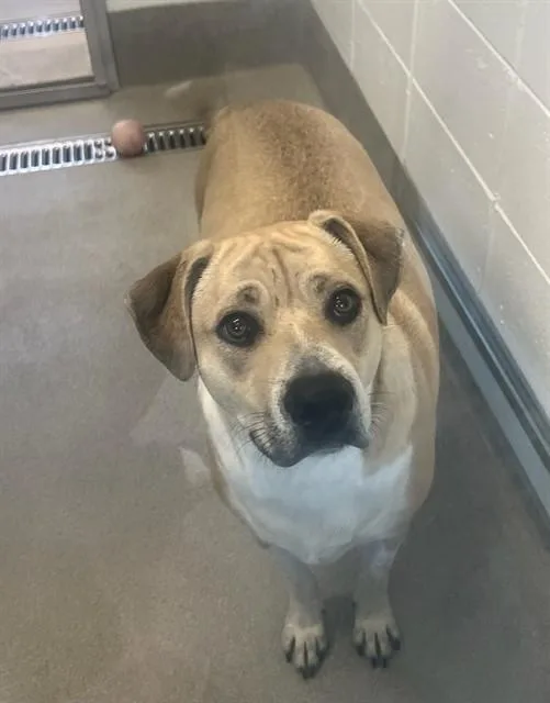 A young large-sized male Labrador Retriever dog named Kash for adoption in Mesa, AZ