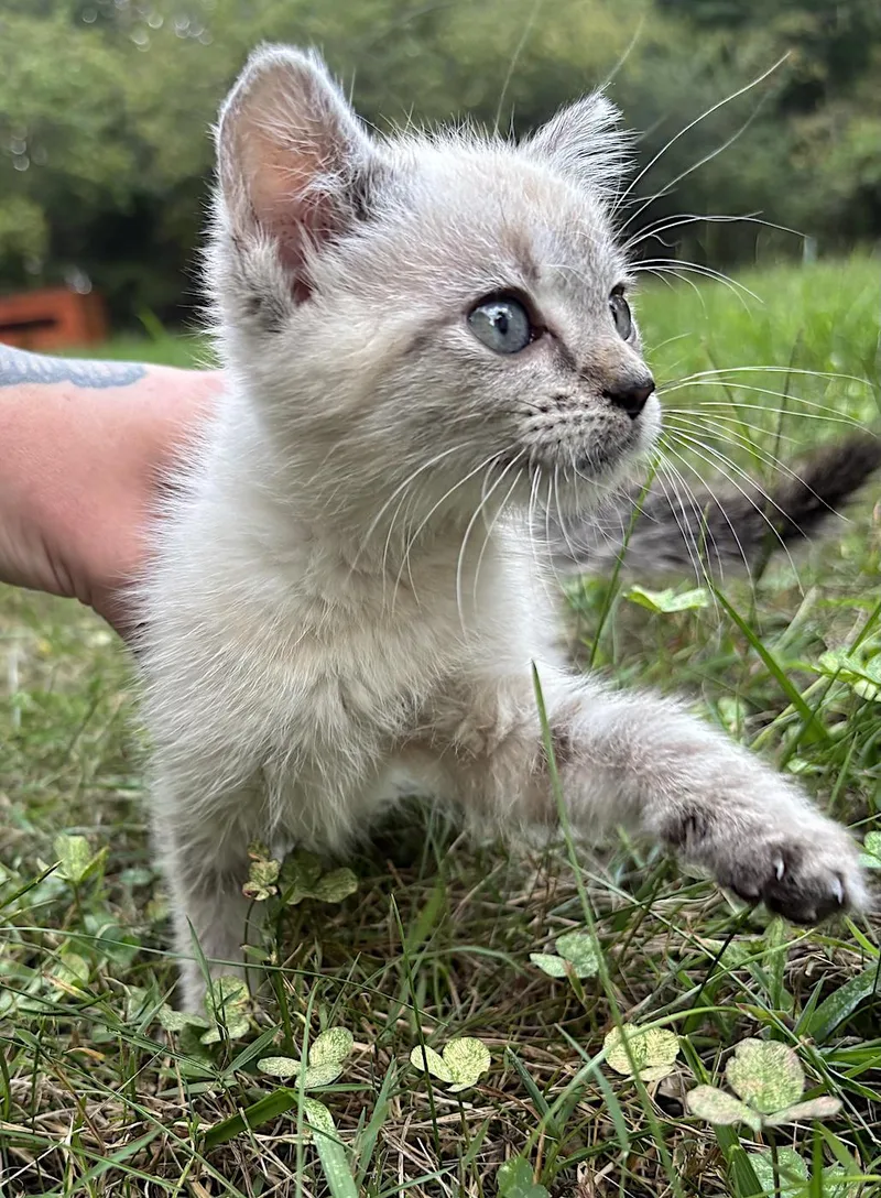 A baby medium-sized female Gray & White Domestic Short Hair cat named Duchess for adoption in Bedford, VA