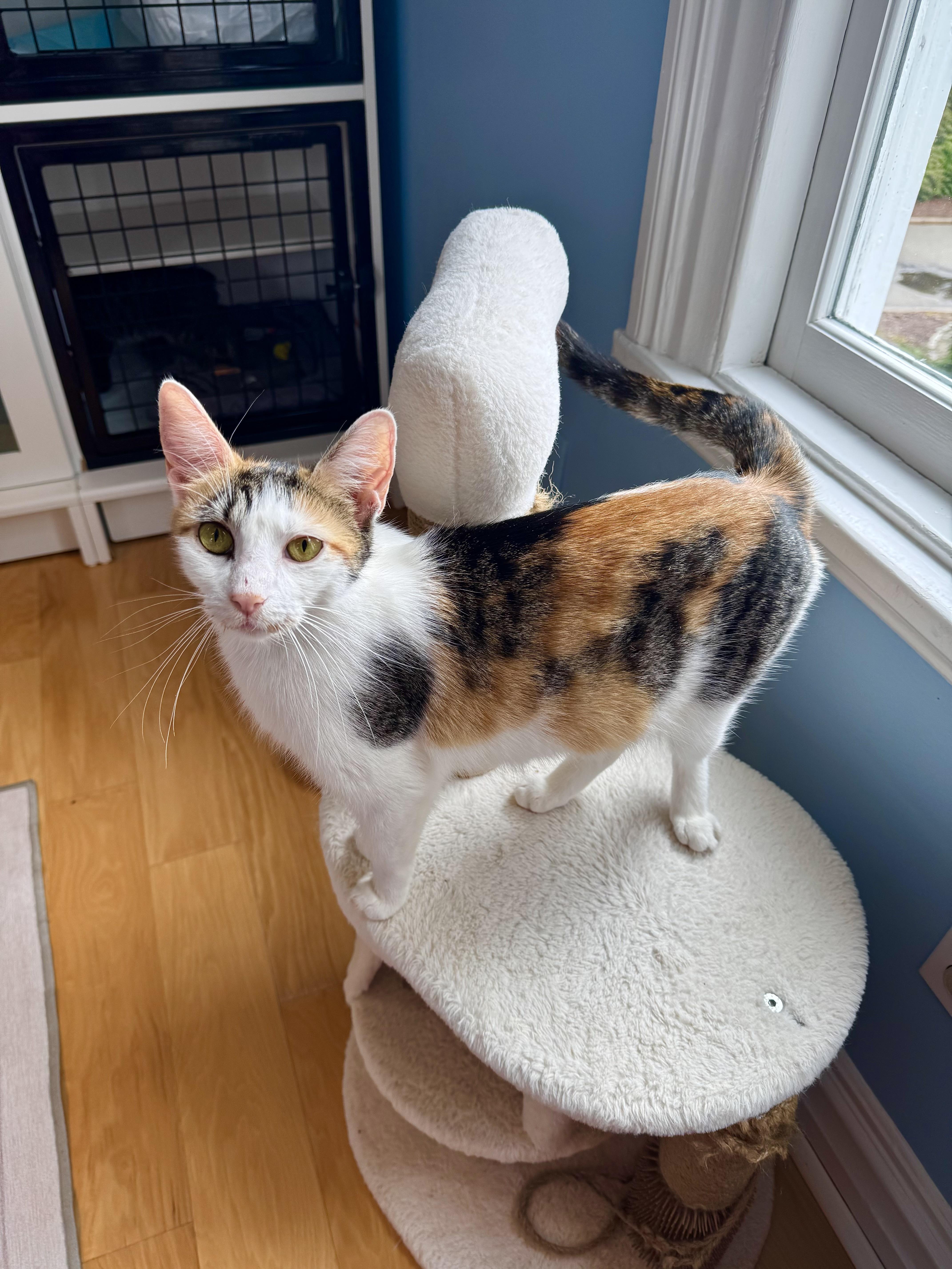 Savannah thumbnail 2