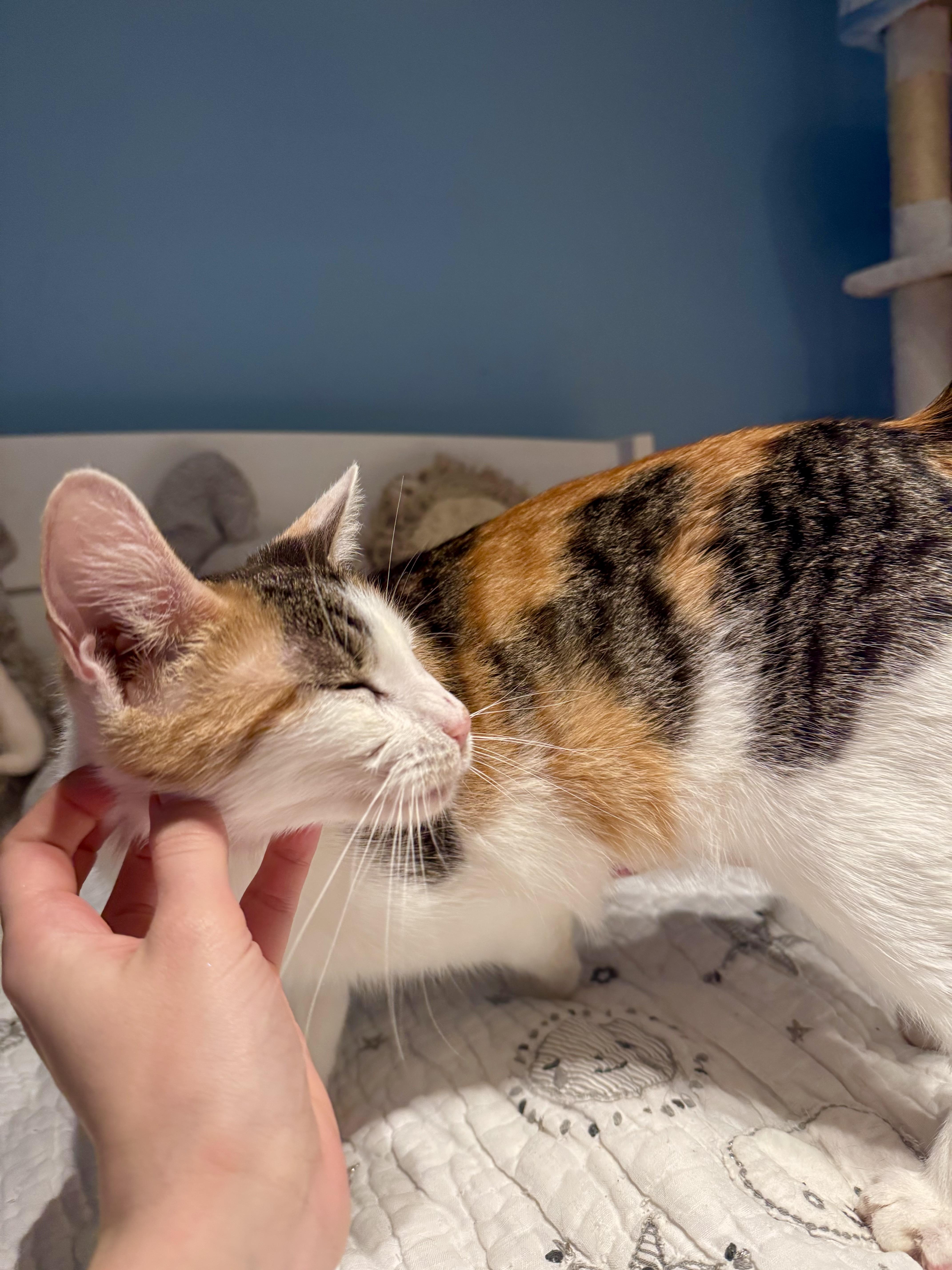 Savannah thumbnail 3