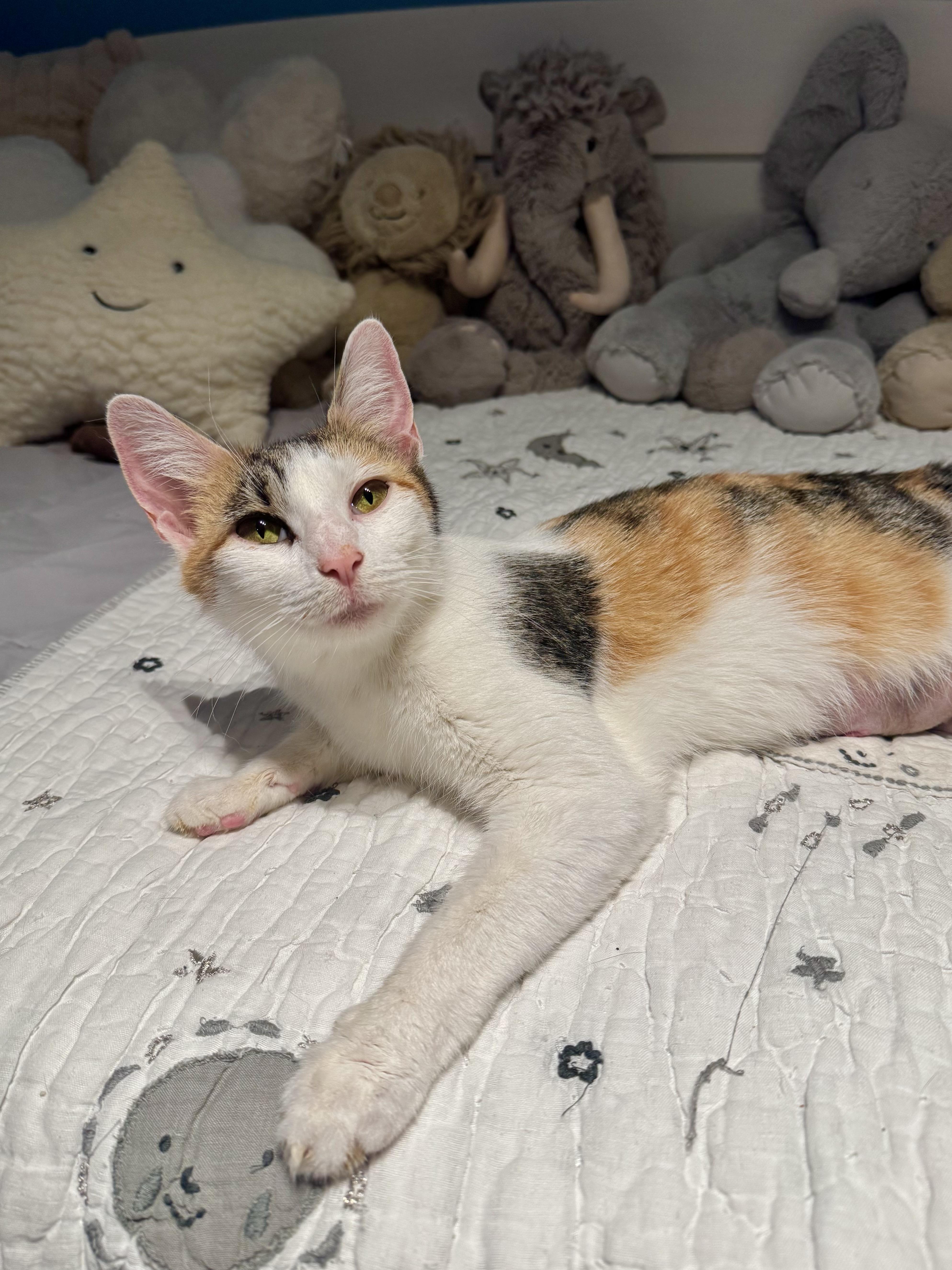 Savannah thumbnail 4